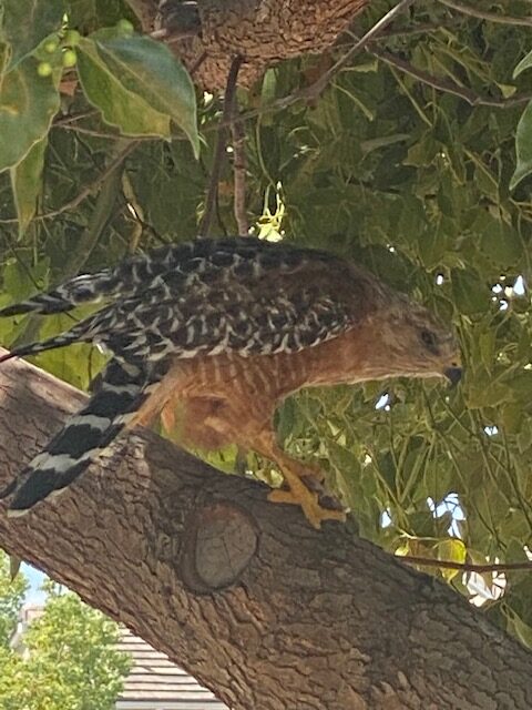 Red-shouldered Hawk perched in a tree eating a small lizard.